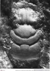 Historisches Foto von Glaessneropsis heraldica (Moericke, 1897) (NHMW-AFW-GEO-BACHMAYER-FOTO-1990-0041-0278)